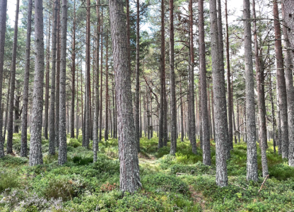 Beautiful open forest