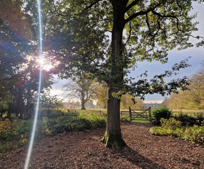 Woodland in afternoon sunshine.