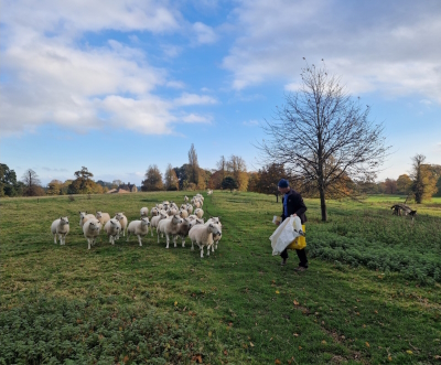 The Planner encounters an inquisitive herd of sheep.