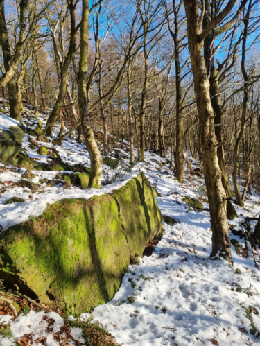 Kildale 
Woods in snowy conditions